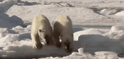 jumping,friends,polar bears