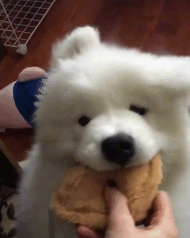 eyebleach,fluffy,fluffy dog