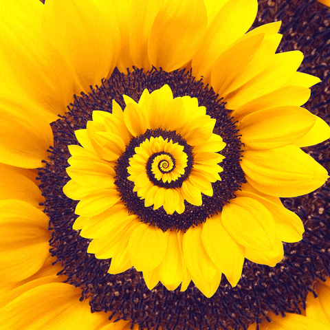 sunflower,sun,flower,nature,spring,yellow,natural,beauty,petals,pollination,flowering,fertilization,konczakowski,bloom,blossom,petal,pollen,reproduction,reproductive
