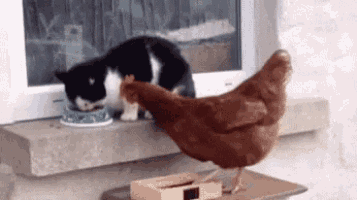 cat,fight,chicken,food