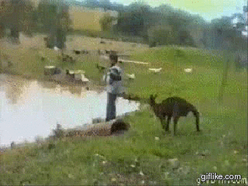 animals being jerks,kangaroos