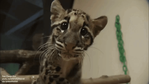 eyebleach,cute,leopard,aww,cubs