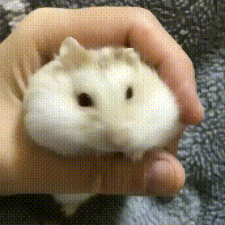 hamster,cargo,ejects