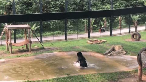 bear,playing,splashing,happy bear
