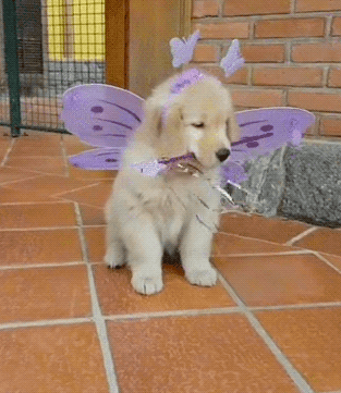 dog,puppy,princess,cute,halloween,costume,fairy