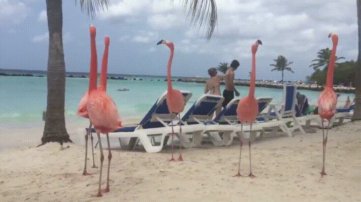 flamingo,beach