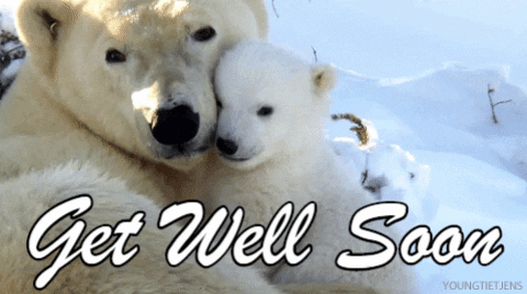 feel better,get well soon,get well,polar bears