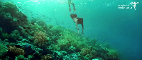 diving,snorkling,travel,indonesia,swimming,ikan,snorkle