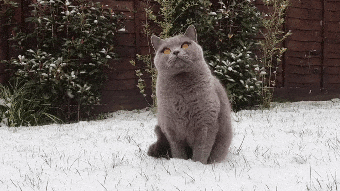 cat,snowfall,winter,snow,staring
