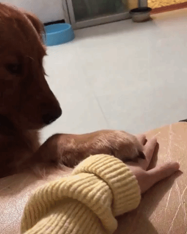 playing,doggo,dog,hands on