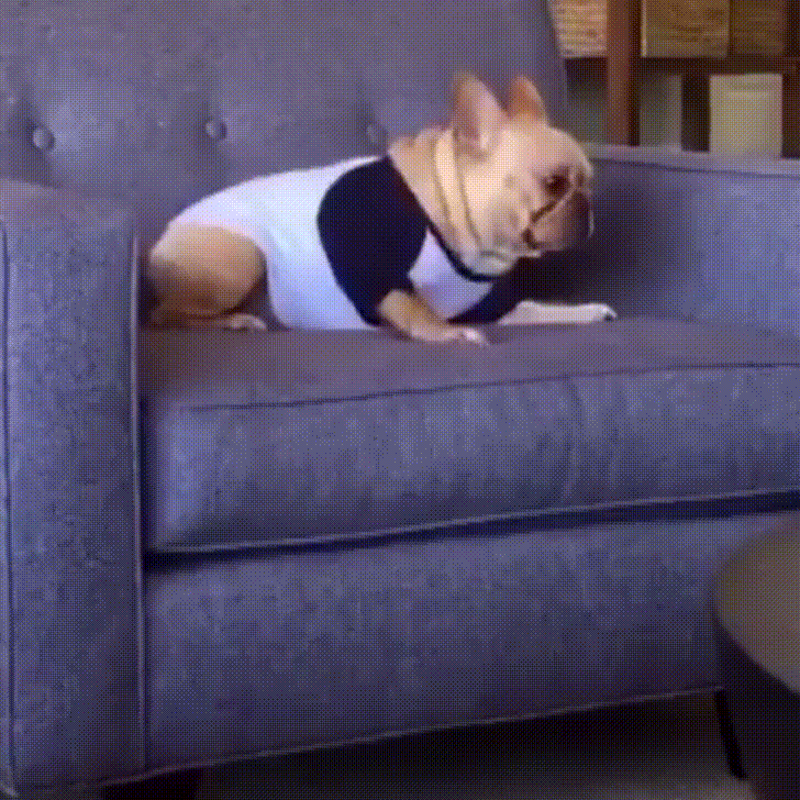 dog,couch