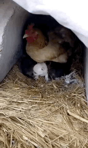 care,hen,mother,pups,taking