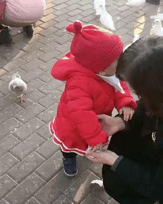 girl,bird,pigeon,little girl,meme,food thief,dont touch my food
