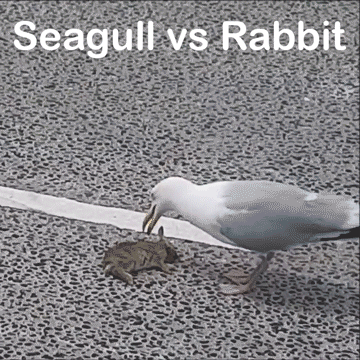 rabbit,seagull