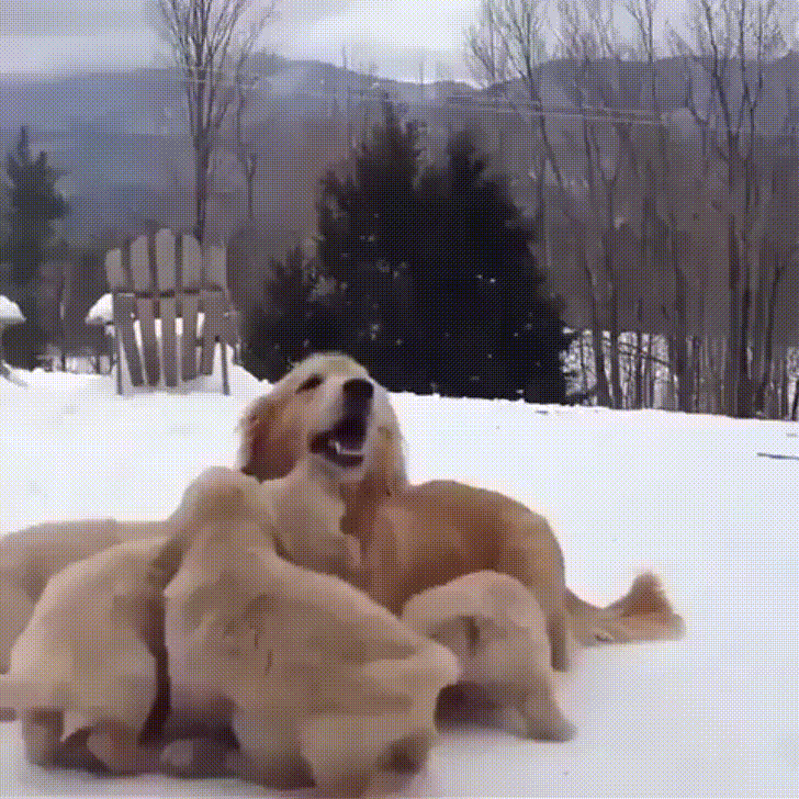 playing,snow,eyebleach,puppers