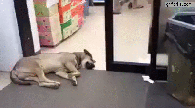 automatic,door,dog,stopped working