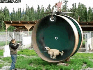 dog,seor,giant,wheel