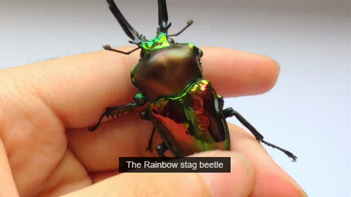rainbow,stag,beetles