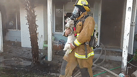 fire,dog,firefighters,house,interesting,bakersfield