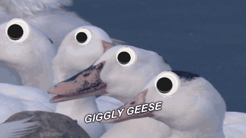 giggly,lol,goose,geese