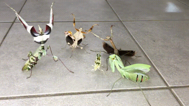 mantis,animals,squad,wildlife