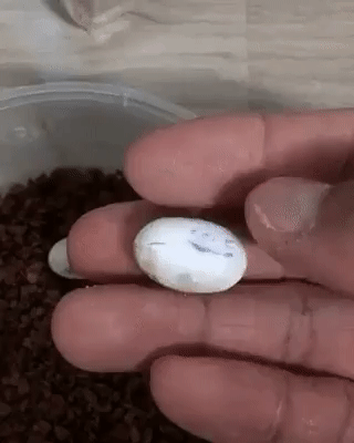 lizard,hatching,egg,interesting
