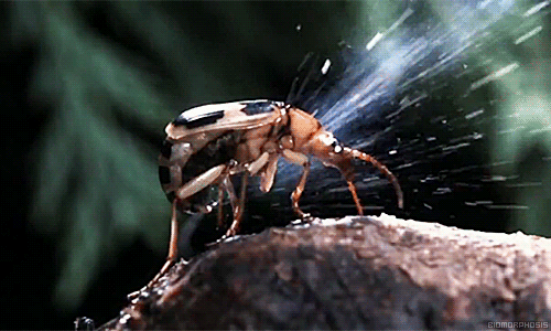 beetle,animals,mechanism,wildlife,defense