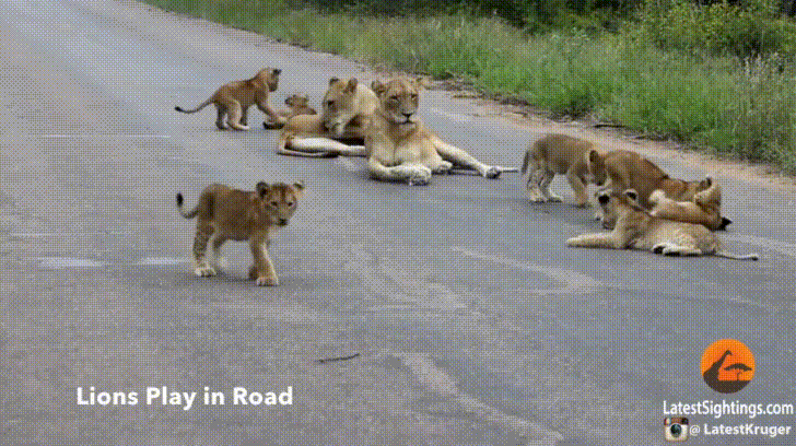 wildlife,road,animals,lion,cubs