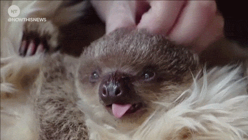 sloth,baby sloth,teddy,nowthisnews,london,now this news,yawn,cute animal