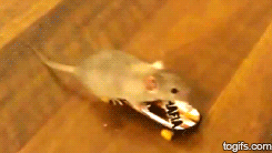 Мышь на скейте. Мышка падает в обморок. Движущаяся мышка. Мышь с мышатами.