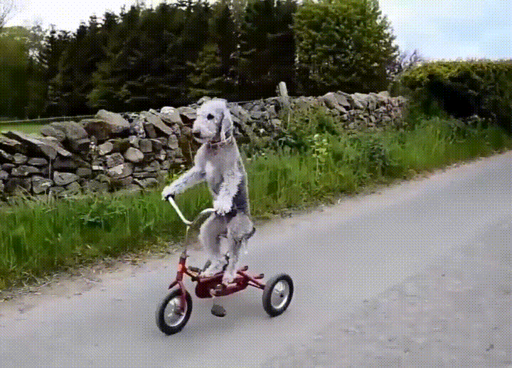 dog,bicycle