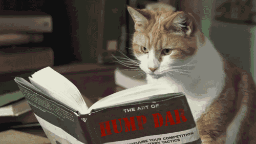 book,cat,reading cat,hump dar