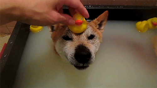 animals,dog,bath,cute,dogs,shiba inu,rubber ducky