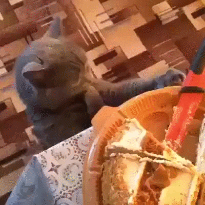 cake,cat
