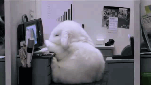 rabbit,monday,working,mondays,workplace,falling,animals,white