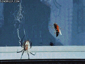 insects,wasp,tangled,spider,mortal kombat,dinner,animals,nature,web,irl,the interwebz