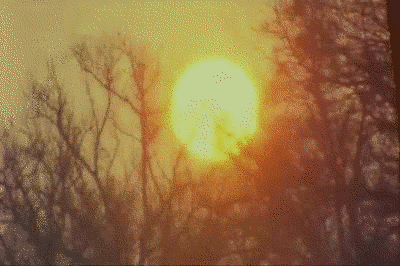 easy rider,acid,psychedelic,trees,hippie,beauty,hallucination,nature,lucy,bohemian,trippy,lsd,earth,1960s,1969,hallucinate,drop acid,the sun,the 60s,mother nature,branches,the sky,60s film,acid scene