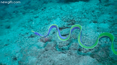 reef,nature,blue,ribbon,woahdude,eel,swimming,through