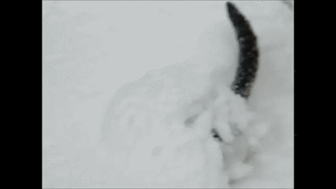 cat,snow,snow play