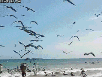 beach,the birds,fish,birds,fisherman,yikes,animals,attack,flock,plight