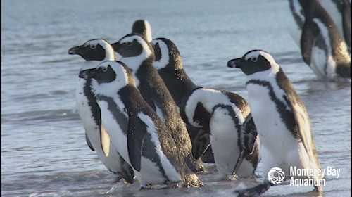 penguin,monterey bay aquarium,penguins,african penguin,wild penguins