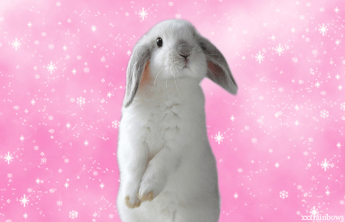 rabbit,bunny,kawaii,cute stuff,kawaii stuff
