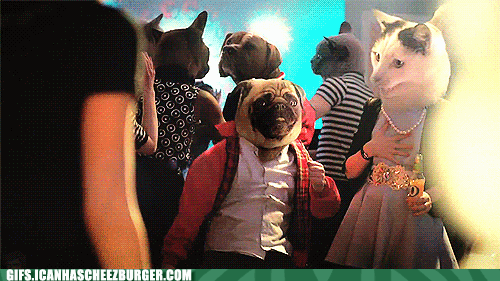 dance,cat and dog,pug,cat,dog,dancing,party,party cat