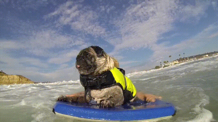 beach,surfing,dog,del,mar,pug