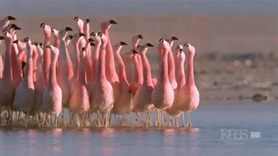 flamingo,mating,dance,running