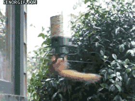 squirrel,spinning,feeder,wtf,unstoppable,animals,food,circle,circles