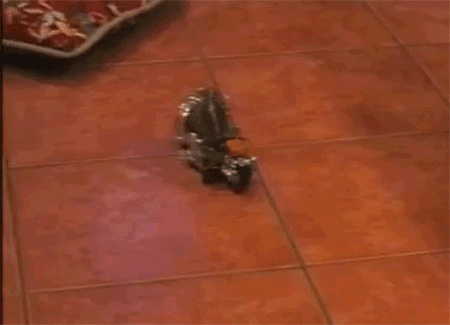 frog,afv,spinning,motorcycle,circles,afvpets