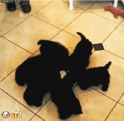 hungry,puppys,pinwheel,eating,dog,cute,dogs,spinning,critter,scottie
