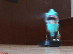 memes,spinning,adorable,cute,cat,lolcat,roomba,shark outfit
