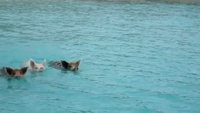 cute,swimming,pigs